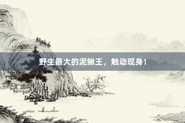 野生最大的泥鳅王，触动现身！
